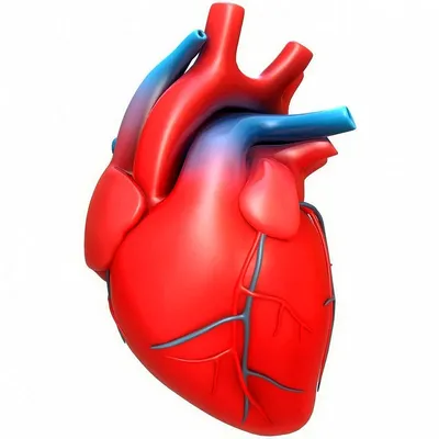 Сердце человека обои - 75 фото