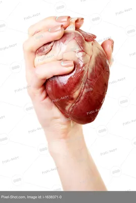 Сердце в женской руке на белом :: Стоковая фотография :: Pixel-Shot Studio