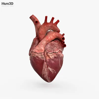 Сердце 3D модель - Скачать Анатомия на 3DModels.org
