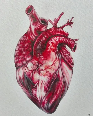 Сердце человека арт - 61 фото