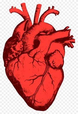 Нарисованное человеческое сердце - 76 фото