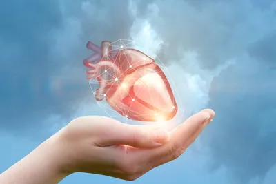 Что такое искусственное сердце и как оно работает? - Hi-News.ru