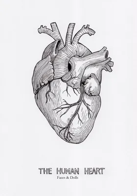 Кулон сердце человека анатомичное. Настоящее сердце человека. Сердце в  интернет-магазине Ярмарка Мастеров по цене 5015 ₽ – QWLJIBY | Кулон,  Санкт-Петербург - доставка по России