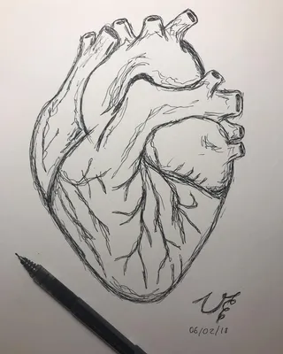 Картинка сердце человека - 77 фото