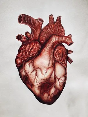 Человеческое сердце рисунок - фото и картинки abrakadabra.fun