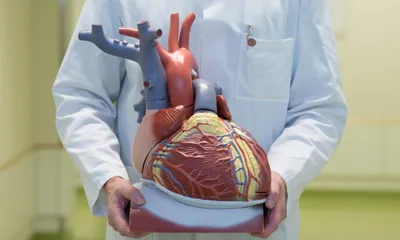Бьется, как настоящее: ученые напечатали на 3D-принтере живое сердце |  Вокруг Света