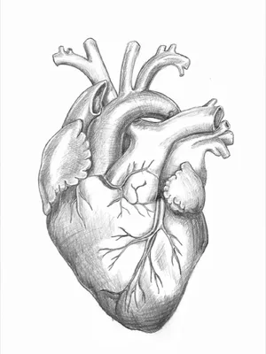Цветы сердце человека арт - 60 фото