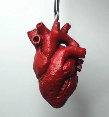Картинки человеческого сердца - 71 фото