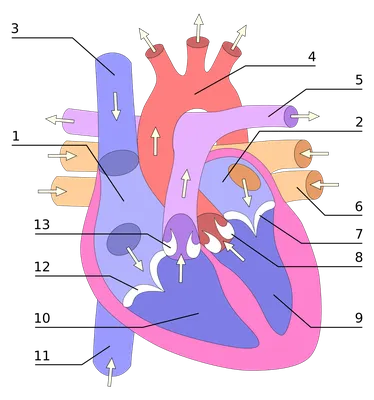 Сердце человека рисунок для детей - 51 фото