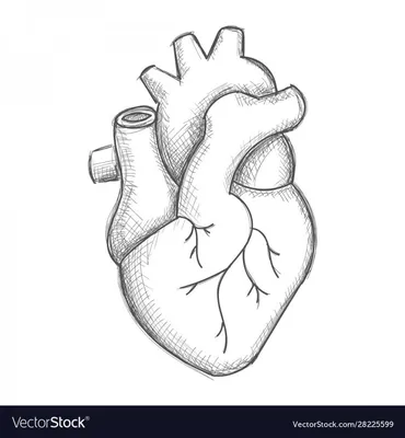 Настоящее Сердце — стоковые фотографии и другие картинки Анатомия -  Анатомия, Великобритания, Горизонтальный - iStock