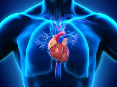 Всемирный день сердца проводится под девизом «Сердце для жизни» - TALGAR -  Талғар аудандық қоғамдық-саяси, әлеуметтік экономикалық газет