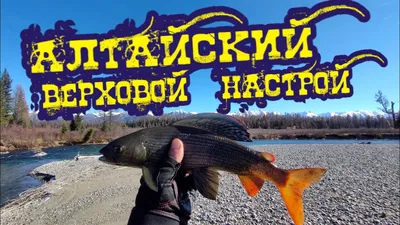 Ловля хариуса зимой по открытой воде + Видео