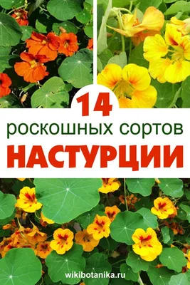 Настурция Краса ампельная смесь \"Русский огород\" 🏆 – купить семена в Перми