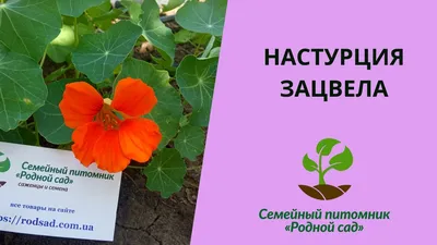 Настурция карликовая Тип-Топ Ледиберд Tropaeolum nanum Tip-Top Ladybird -  купить семена цветов с доставкой по Украине в магазине Добродар