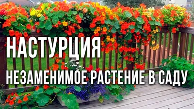 Семена Настурция Вишневая роза: описание сорта, фото - купить с доставкой  или почтой России