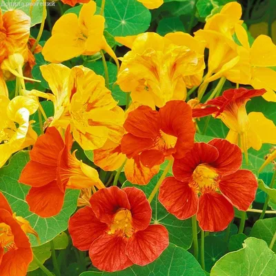 Настурция большая (Tropaeolum majus) - PictureThis