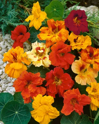 Fall flowers - Настурция Растение выделяется яркими воронкообразными  бутонами, состоящими из 5 лепестков. Их расцветка может быть разной, но  наиболее распространены виды желтого или красного оттенка, а также  многоцветные. Бутоны настурции издают