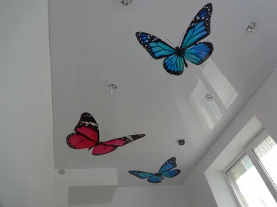 Бабочка на натяжном потолке | ЭЛИТ СТРОЙ