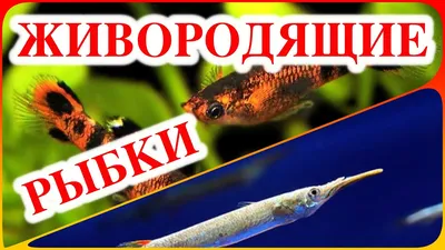 Самая дорогая аквариумная рыбка в мире | Пикабу