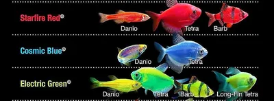 Светящиеся рыбки GloFish | виды, описание, содержание