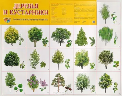 Кустарники лиственного леса - 69 фото