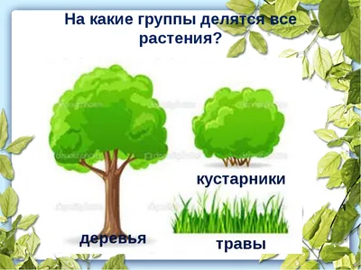 фрукты гиппофая - это ген морских пряников, лиственных кустарников.  Стоковое Изображение - изображение насчитывающей еда, зеленый: 229044373