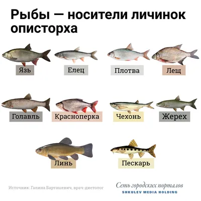 Let's go fishing! Инфографика: виды рыб на английском