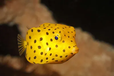 Морской лещ (Sparus aurata) - sharkseafoods.com