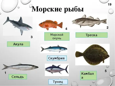 Самая ядовитая рыба в мире: топ-10