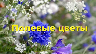 12 полевых цветов, которые встречаются в Туле. Обзор от fiftyflowers.ru