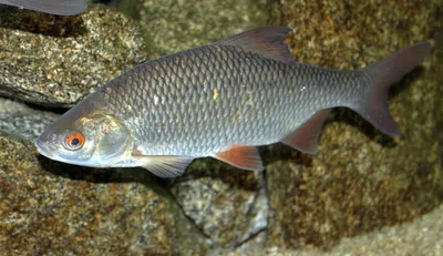 Стерлядь – деликатес без костей - Fishmarket - супермаркет рыбы