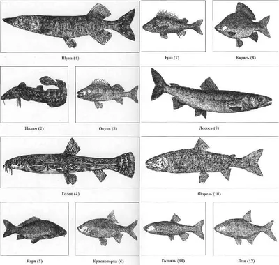 Рыбы ? фото с названиями для детей для дошкольного обучения