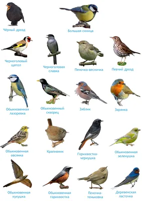 Название всех птиц и фото фото