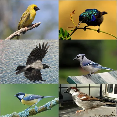 15 видов птиц – постоянных обитателей Израиля