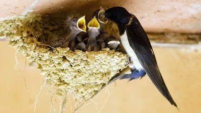 Самые необычные птицы планеты | Пикабу