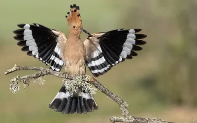 Виды птиц | Название птиц и их пение. Познавательное видео. - YouTube