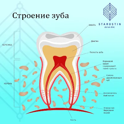 Строение зуба человека, зубы верхней челюсти