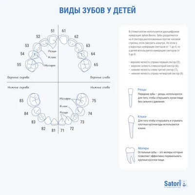 Виды зубов у детей. Инфографика