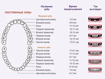 Временные первичные зубные молочные зубы Немецкий Векторное изображение  ©Furian 78122406