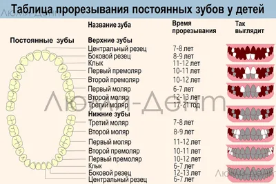 Когда вырастают коренные зубы у детей: симптомы, как облегчить, схема