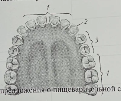 Зубы человека – строение, фото, нумерация и расположение | Сколько зубов у  человека?