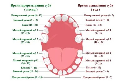 Зубы человека: виды, нумерация и зубная формула ДЕНТиК ЛЮКС