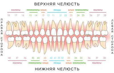 Молочные зубы у детей: схема смены и анатомия молочных зубов у ребенка -  основные методы ухода за первыми зубками