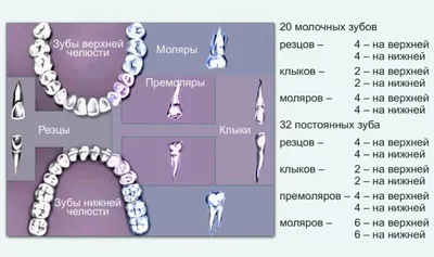 Нумерация и названия зубов - Дельта-Стом Тюмень