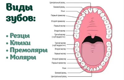 Нумерация зубов у человека - сколько зубов у взрослого человека