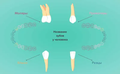 Зубы человека – строение, фото, нумерация и расположение | Сколько зубов у  человека?