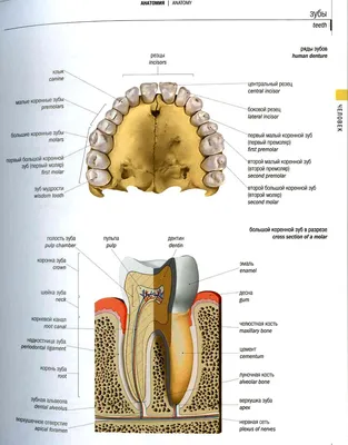 https://www.esteticadent.ru/uslugi/nakladki-na-zuby/