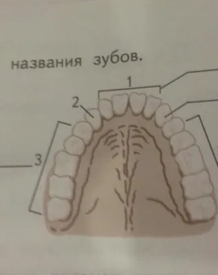 Съемные зубные протезы – цена, виды, без неба, фото, отзывы