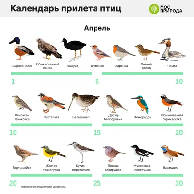 Звукознайка: Перелетные птицы