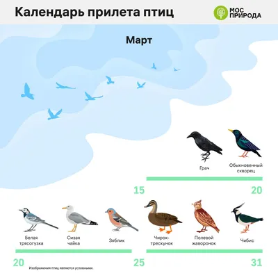 Фауна Республики Татарстан: перелетные птицы - Инде